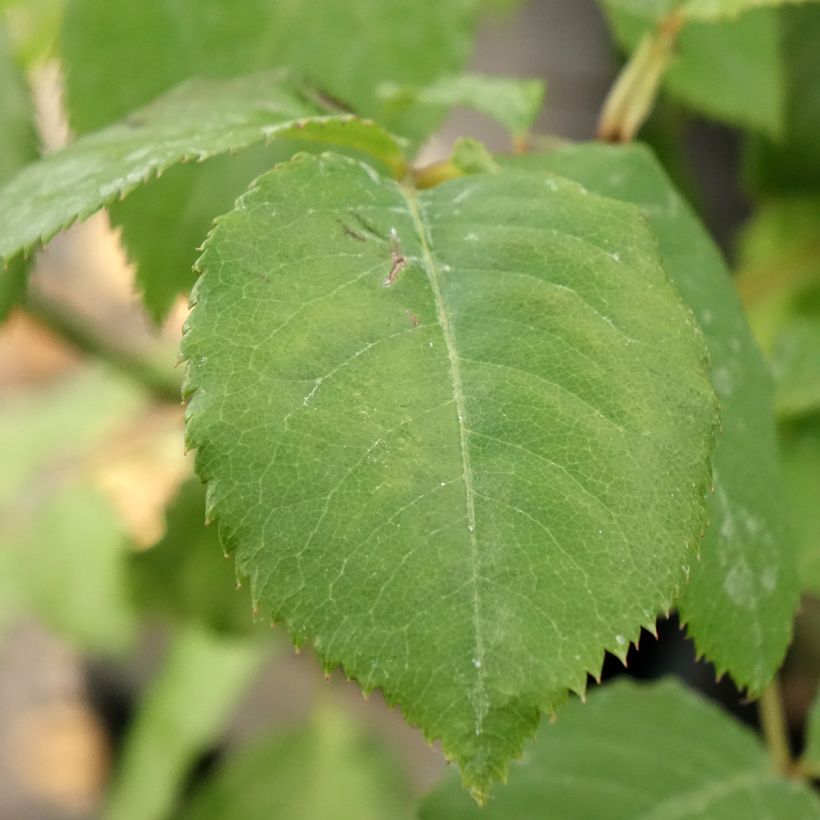 Rosier Generosa Paul Bocuse (Feuillage)