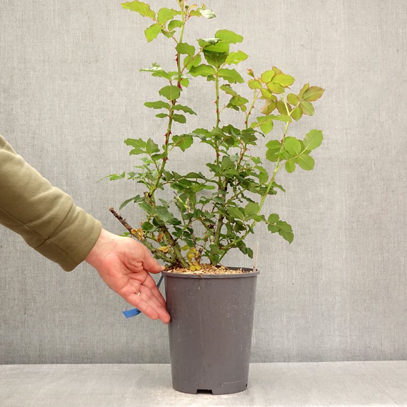 Spécimen de Rosier Generosa Reine Sammut Pot de 4L/5L tel que livré au printemps
