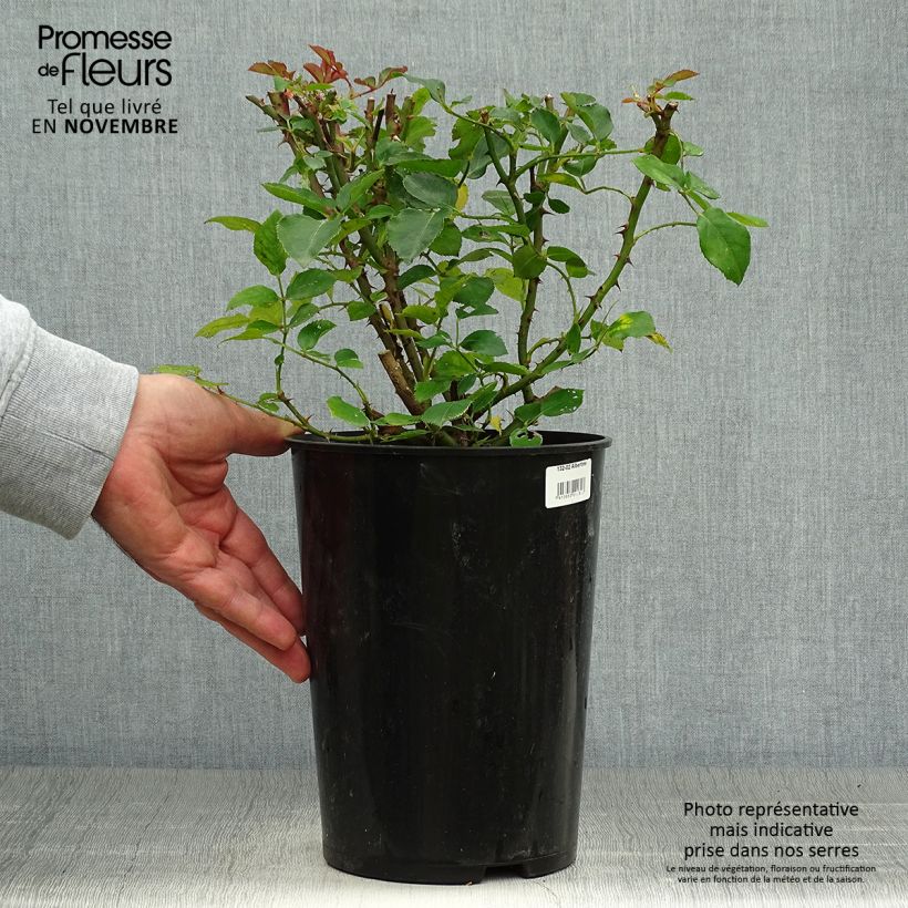 Spécimen de Rosier grimpant Albertine Pot de 4L/5L tel que livré en automne