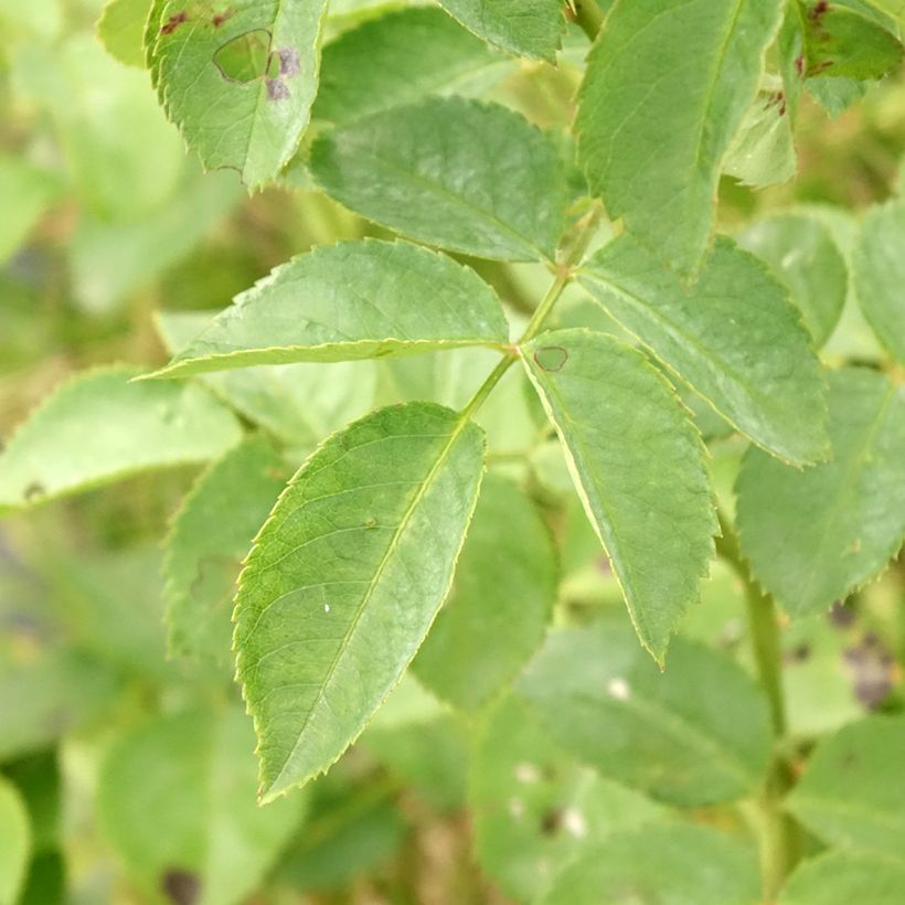 Rosier grimpant Alchymist (Feuillage)