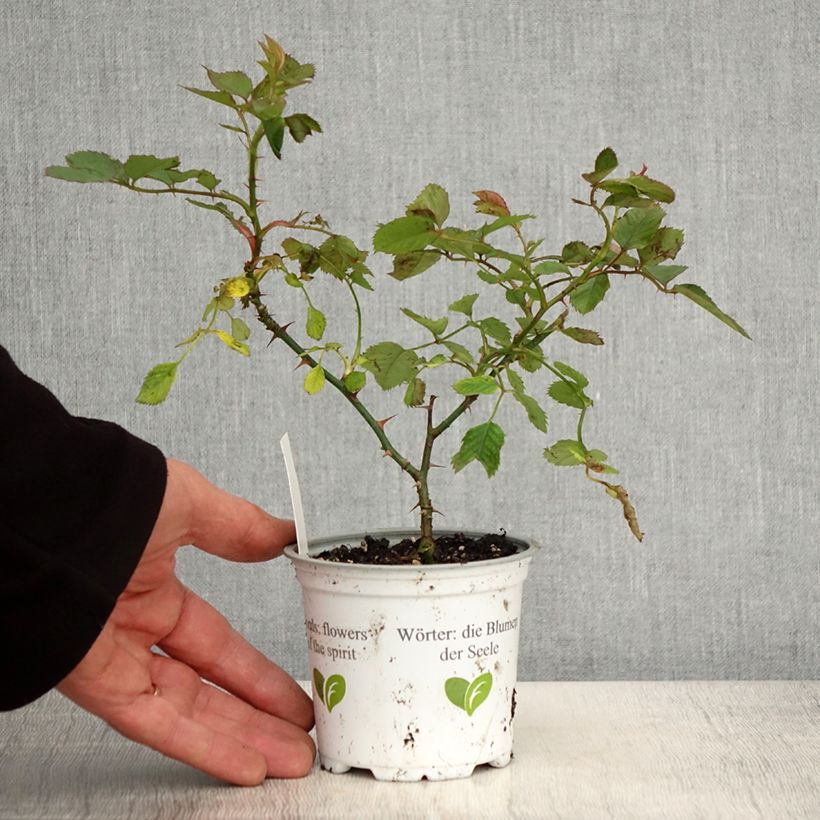 Example of Rosier grimpant Aloha de Kordes KORwesrug Pot de 10 cm/11cm, Issu de bouture as you get in printemps