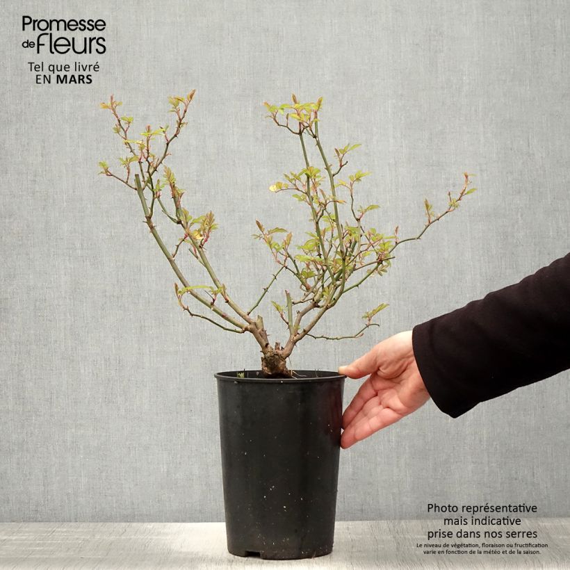 Example of Rosier grimpant anglais Little Rambler Pot de 4L/5L as you get in printemps