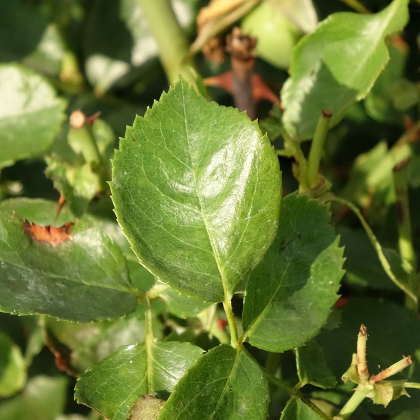 Rosier grimpant Bantry Bay (Feuillage)