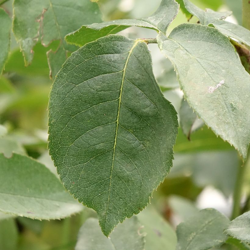 Rosier grimpant Belle de Londres (Compassion) (Feuillage)