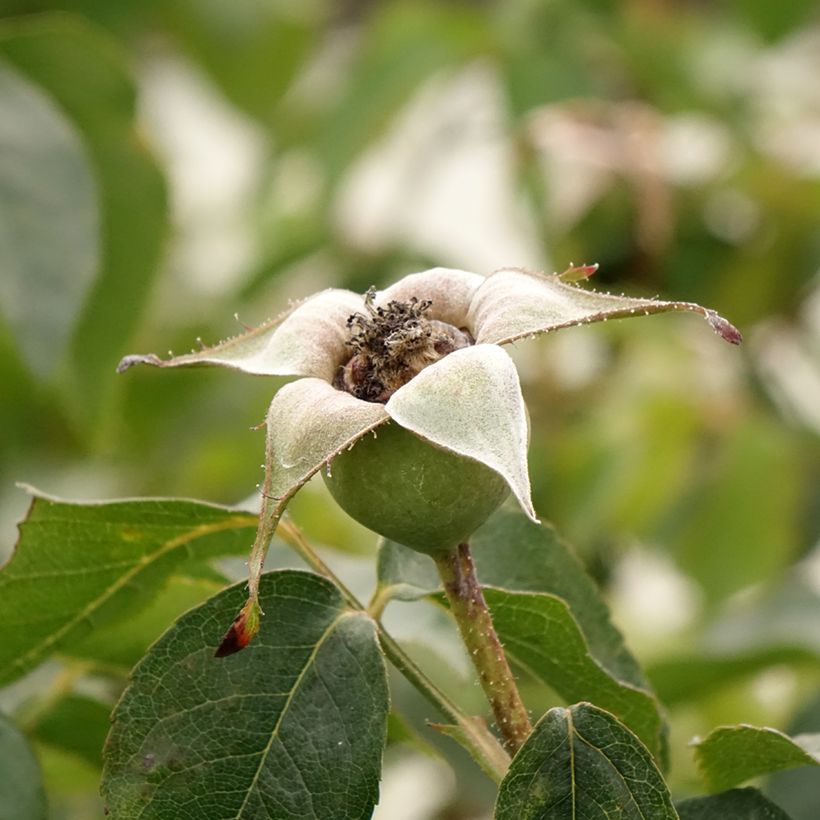 Rosier grimpant Belle de Londres (Compassion) (Récolte)