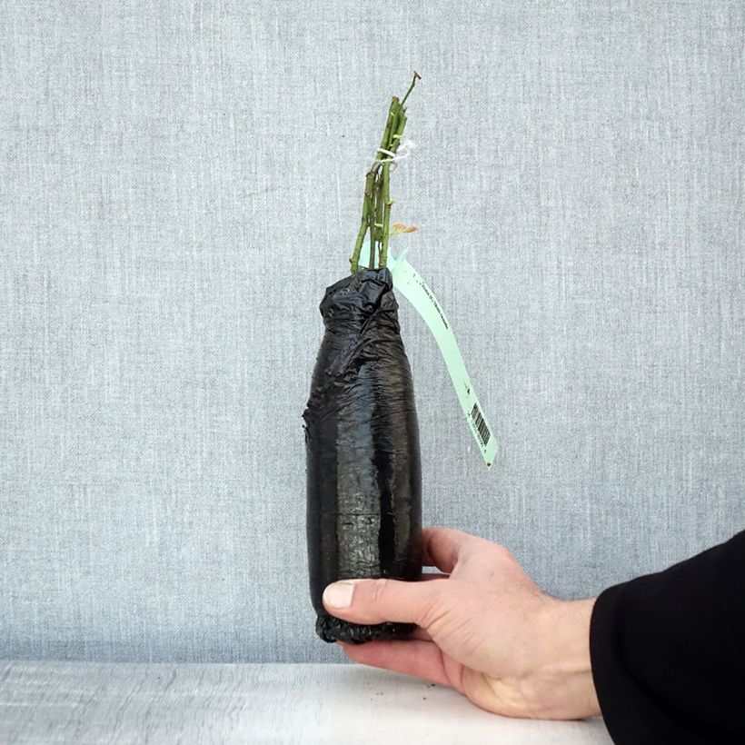 Example of Rosier grimpant Blush Noisette Racines nues en motte as you get in hiver