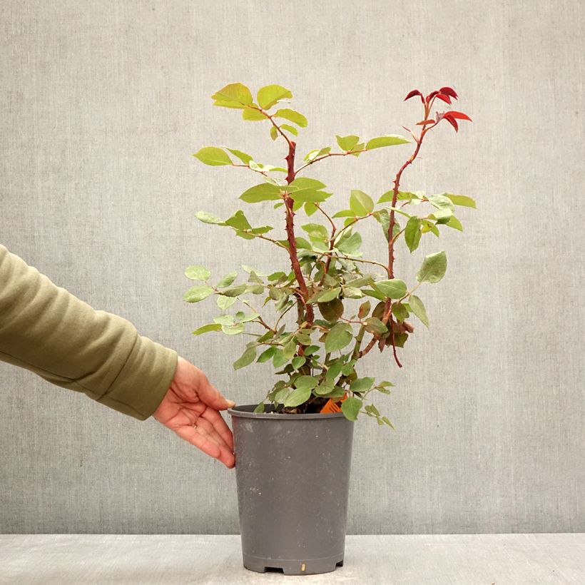 Spécimen de Rosier grimpant Botero Pot de 4L/5L tel que livré au printemps