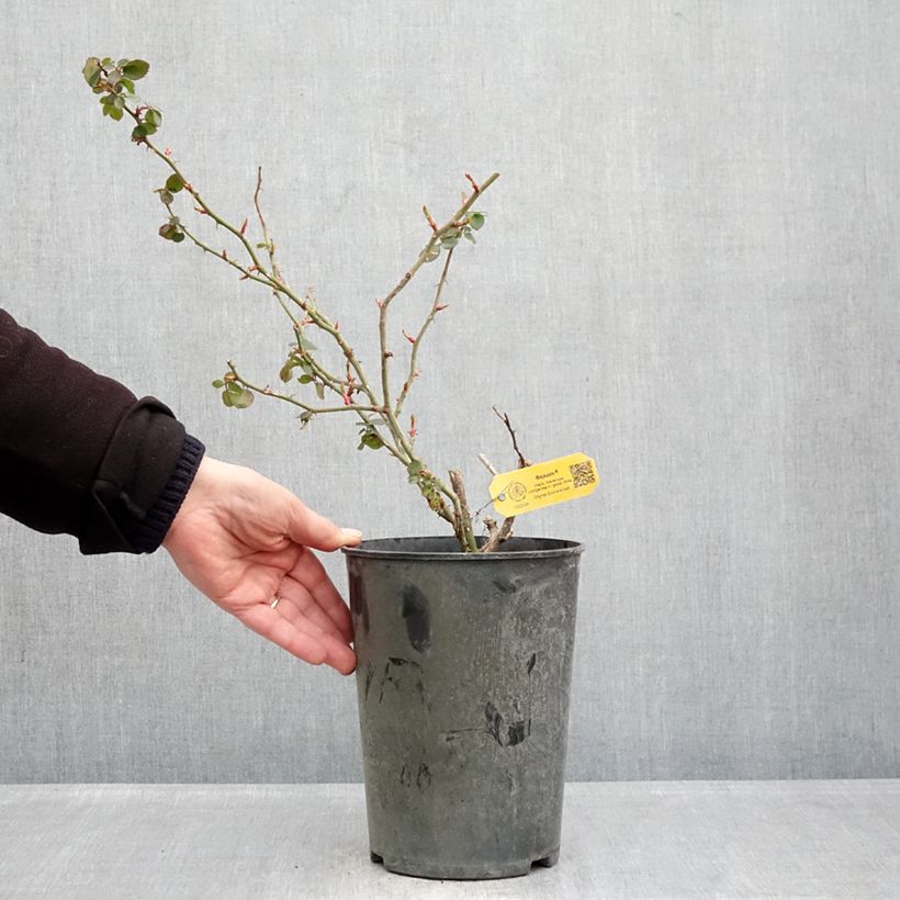 Spécimen de Rosier grimpant Climbing Max Bajazzo® Pot de 3L/4L tel que livré en hiver