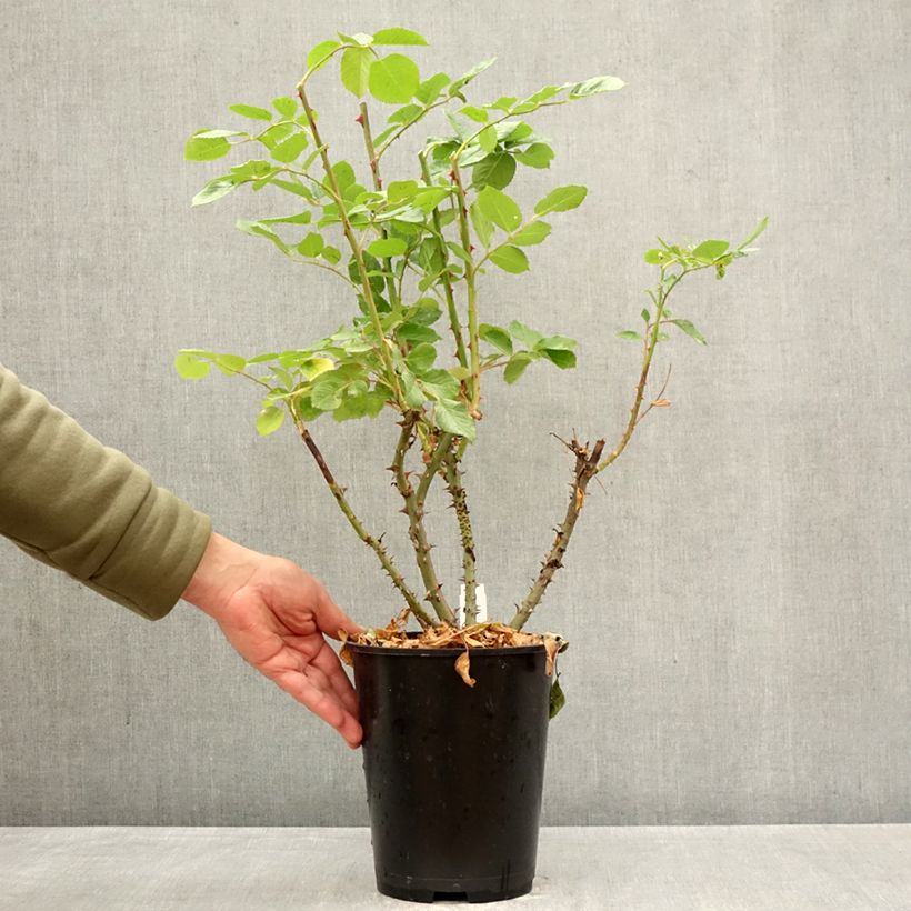 Spécimen de Rosier grimpant Climbing Max Golden Gate Pot de 4L/5L tel que livré au printemps