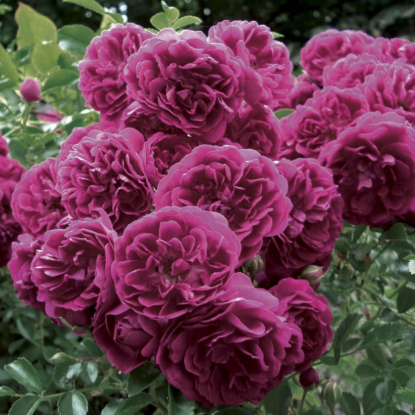 Rosier grimpant Crimson Shower (Floraison)