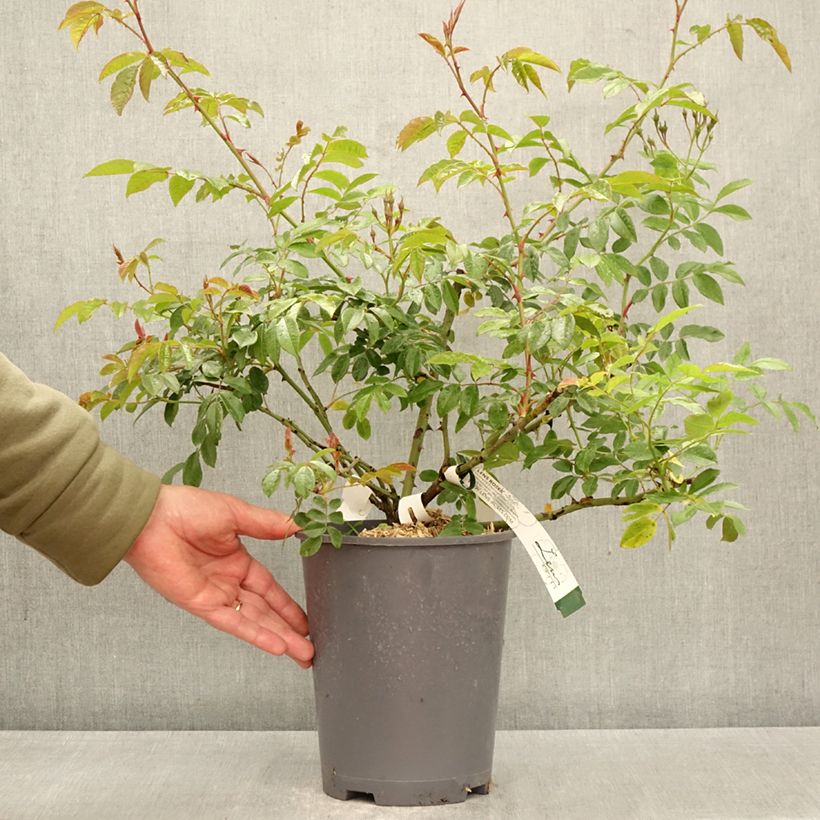 Spécimen de Rosier grimpant Dentelle de Malines Pot de 4L/5L tel que livré au printemps