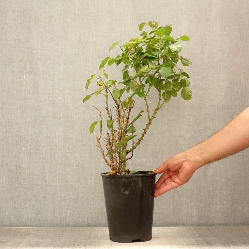 Spécimen de rosier grimpant Disting'O Orange  Pot de 4L/5L tel que livré en été