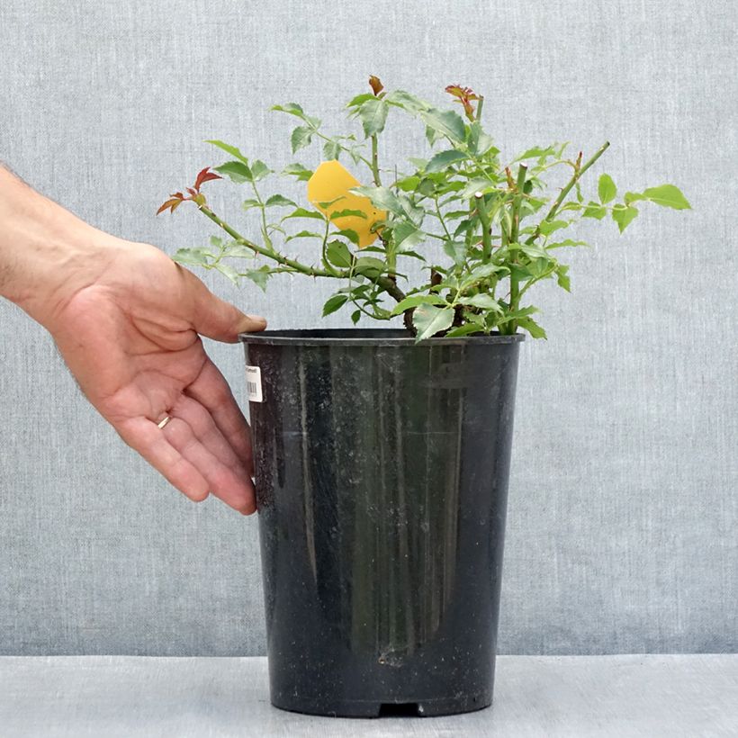 Spécimen de Rosier grimpant Dortmund Pot de 4L/5L tel que livré en été