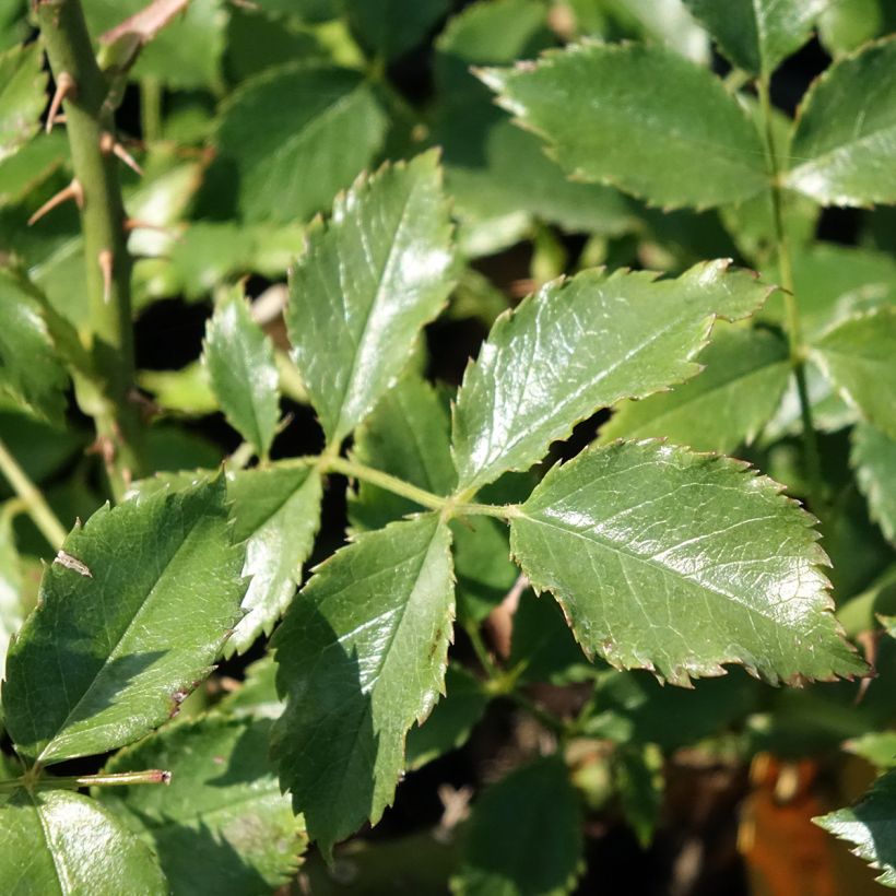 Rosier grimpant Dortmund (Foliage)