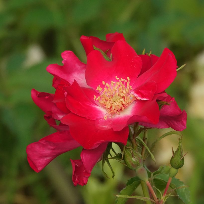 Rosier grimpant Dortmund (Floraison)