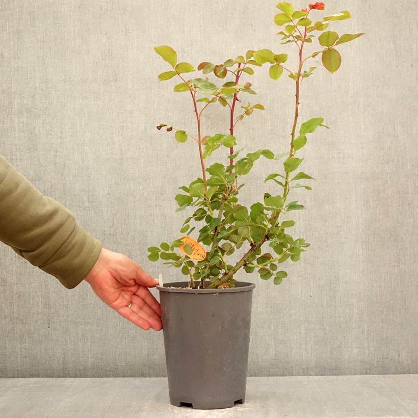 Spécimen de Rosier grimpant Edith Piaf Pot de 4L/5L tel que livré au printemps