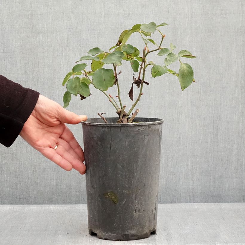 Spécimen de Rosier grimpant Etoile de Hollande Pot de 4L/5L tel que livré en hiver