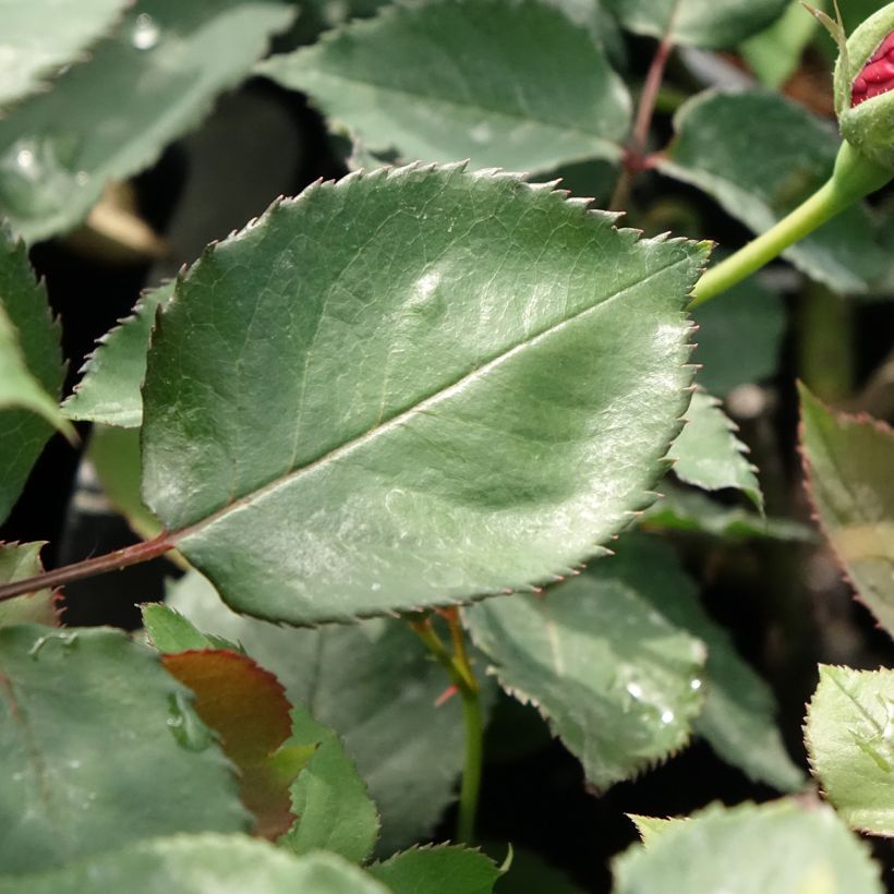 Rosier grimpant Etoile de Hollande (Feuillage)