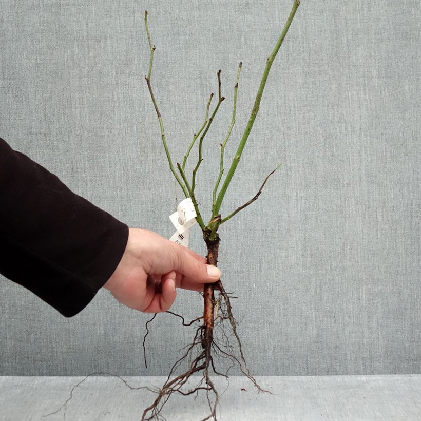 Spécimen de Rosier grimpant Fée des neiges grimpant (Climbing Iceberg) Racines nues tel que livré en hiver