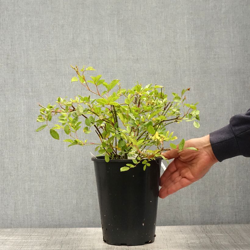 Spécimen de Rosier grimpant Frau Eva Schubert Pot de 4L/5L tel que livré au printemps