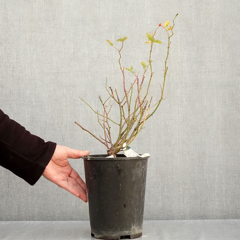 Spécimen de Rosier grimpant Frau Eva Schubert Pot de 4L/5L tel que livré en automne