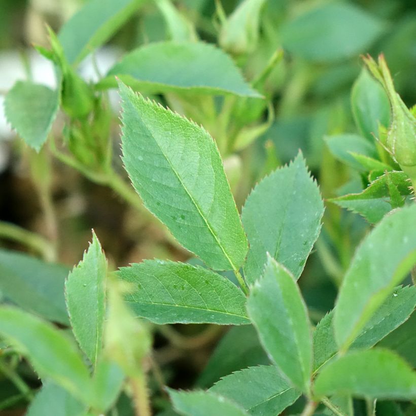 Rosier grimpant Golden Age (Feuillage)