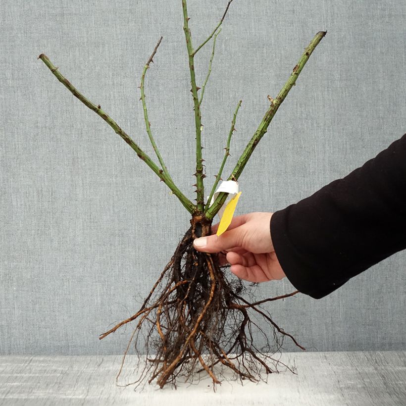 Spécimen de Rosier grimpant Golden Gate Racines nues tel que livré en hiver