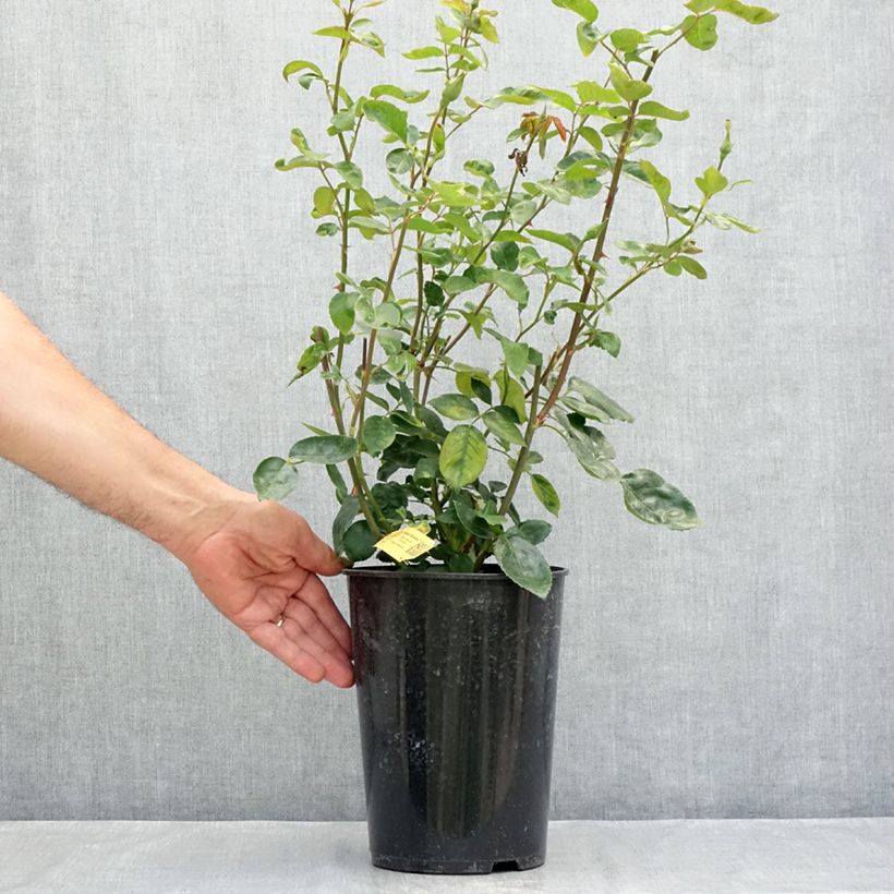 Spécimen de Rosier grimpant Golden Showers Pot de 4L/5L tel que livré en été