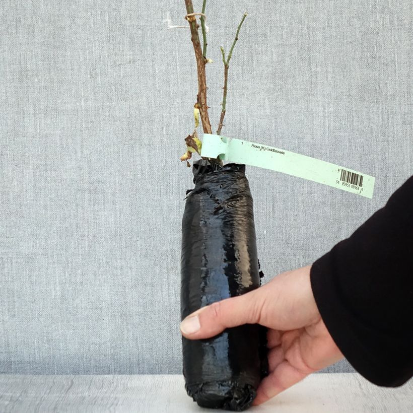 Spécimen de Rosier grimpant Goldfassade Racines nues en motte tel que livré en hiver