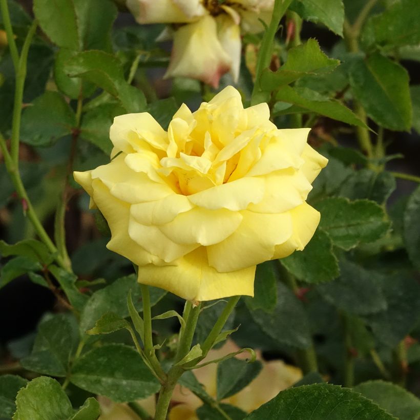 Rosier grimpant Goldfassade (Floraison)