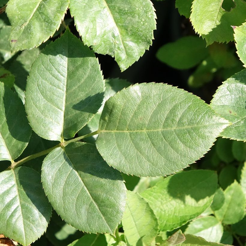 Rosier grimpant Happiness (Feuillage)