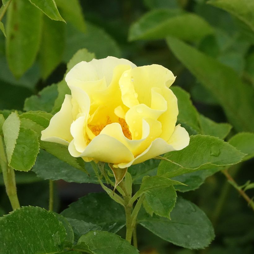 Rosier grimpant Happiness (Floraison)