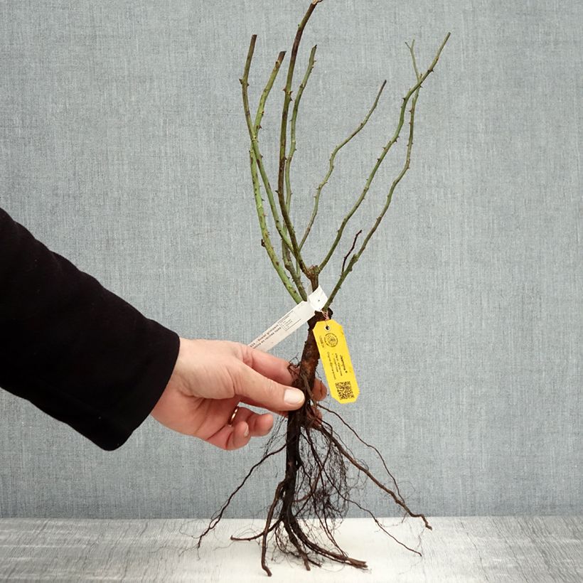 Spécimen de Rosier grimpant Jasmina Racines nues tel que livré en hiver