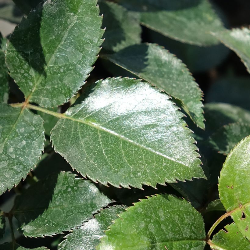 Rosier grimpant Le Grand Huit (Feuillage)