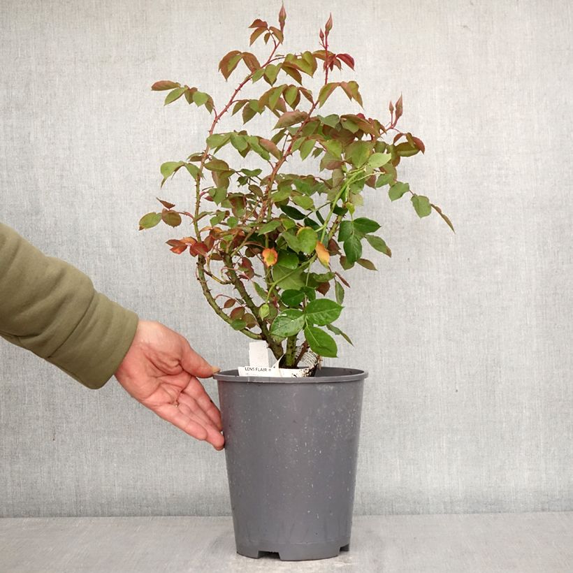 Spécimen de Rosier grimpant Lens Flair Pot de 4L/5L tel que livré au printemps