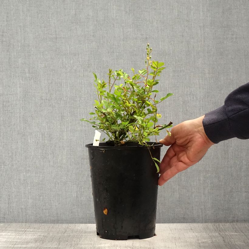 Spécimen de Rosier grimpant Libertas Pot de 4L/5L tel que livré au printemps