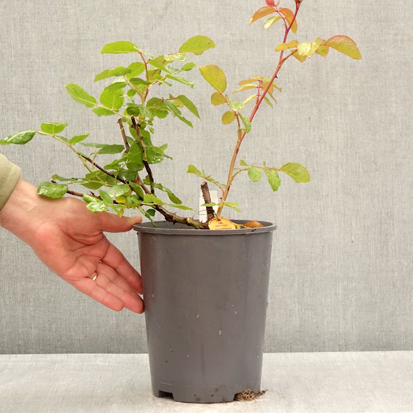 Spécimen de Rosier grimpant Negresco Pot de 4L/5L tel que livré au printemps