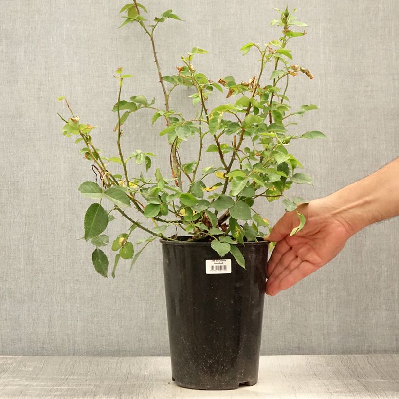 Spécimen de Rosier grimpant Orienta Aladdin Pot de 4L/5L tel que livré en été