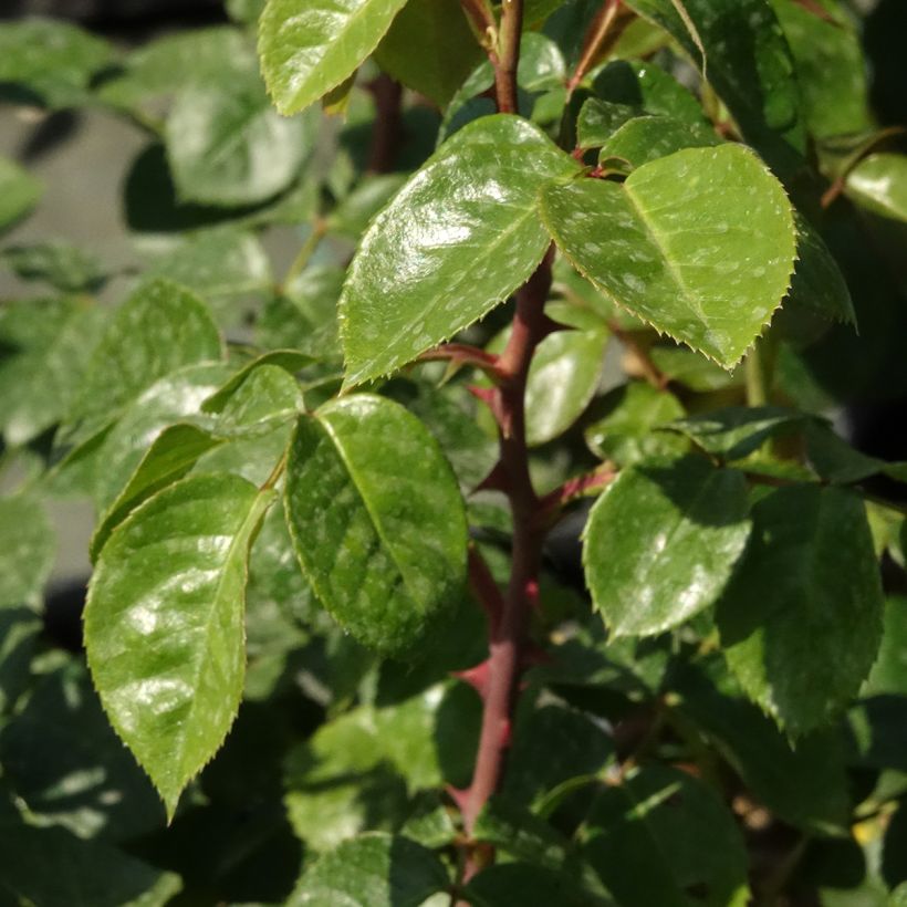 Rosier grimpant Ozeana (Feuillage)