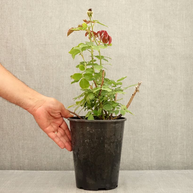 Example of Rosier grimpant Palais Royal  Pot de 4L/5L as you get in ete