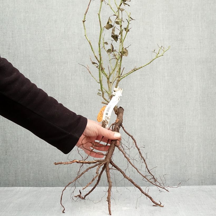 Example of Rosier grimpant Palais Royal  Racines nues as you get in hiver