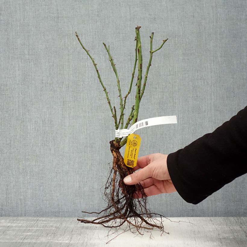 Spécimen de Rosier grimpant Peach Melba Racines nues tel que livré en hiver