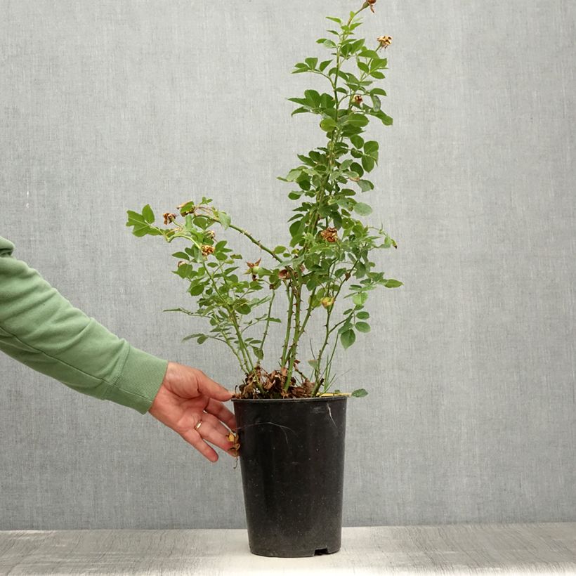 Spécimen de Rosier grimpant Peach Melba Pot de 4L/5L tel que livré en été