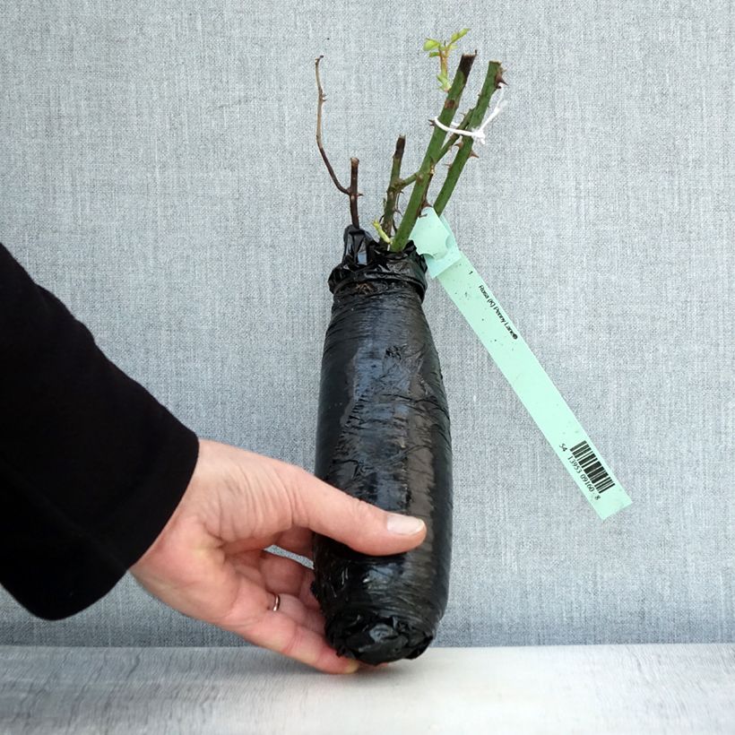 Spécimen de Rosier grimpant Penny Lane Racines nues en motte tel que livré en hiver