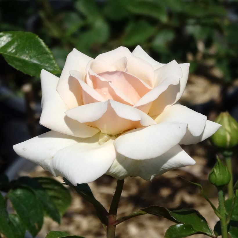 Rosier grimpant Penny Lane (Floraison)
