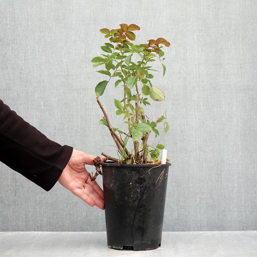 Spécimen de Rosier grimpant Pierre de Ronsard Pot de 4L/5L tel que livré en automne