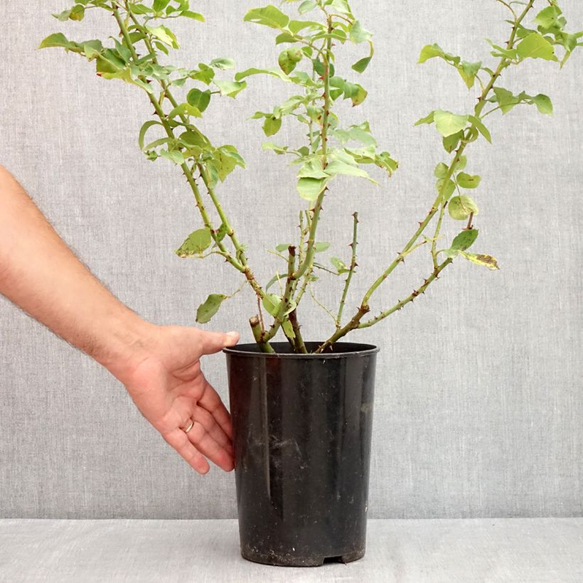 Spécimen de Rosier grimpant Pink Cloud Pot de 4L/5L tel que livré en été