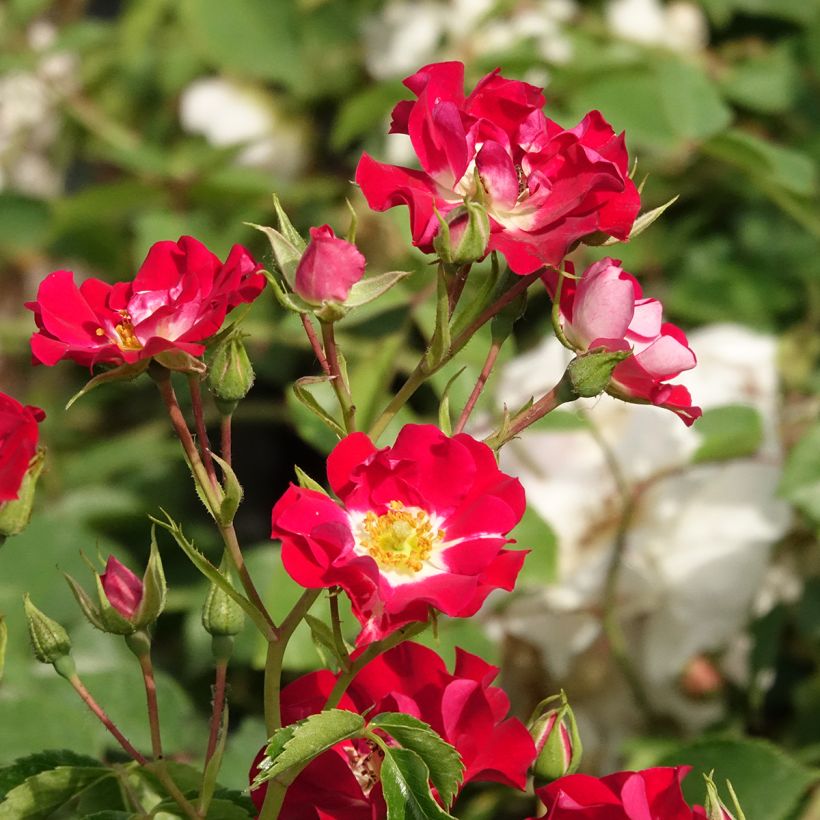 Rosier grimpant Rambling Rosie (Floraison)