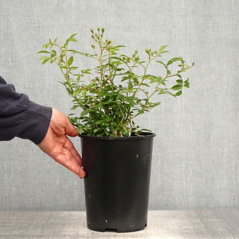 Spécimen de Rosier grimpant Siluetta Sunny Pot de 4L/5L tel que livré au printemps