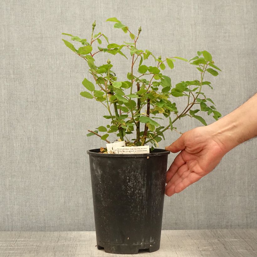 Spécimen de Rosier grimpant Sourire d'Isabelle Pot de 4L/5L tel que livré au printemps